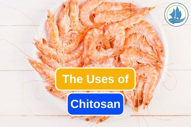 This Is What Chitosan Does For Human